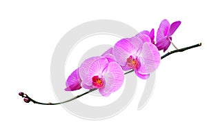 Pink orchids isolated on white