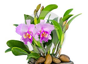 The pink orchids isolated on white background and clipping path.