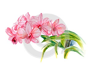 Pink orchids isolated on white background, hand illustration