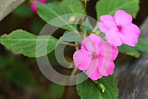 Pink orchids in the nature at the park