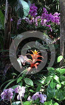 Pink Orchids and Orange Bromeliads in a Garden