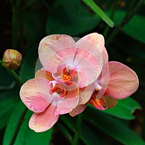 pink orchids for pattern