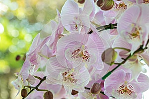 Pink orchids, Phalaenopsis with natural green bokeh blur background.