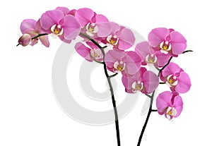 Pink Orchids plant