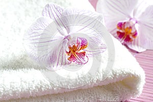 Pink orchids and spa aromatherapy abstract still life