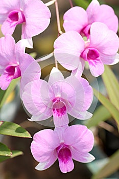 Pink orchids on trees.