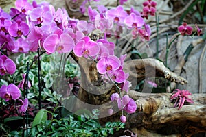 Pink orchids. Tropical background.