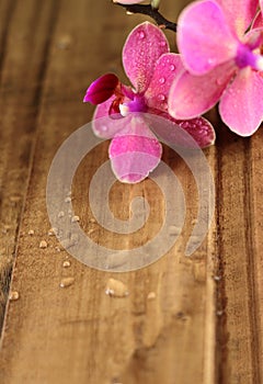 Pink orchids on wood board