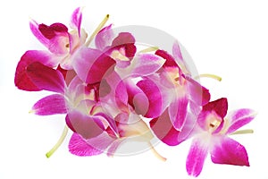 Pink orchis photo