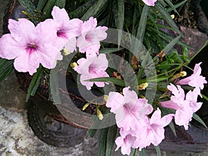 Pink orcid