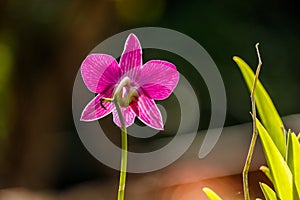 Pink Orcid Flower closup.