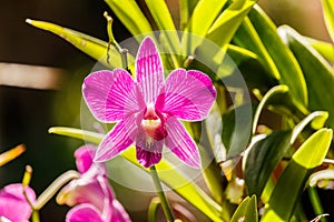 Pink Orcid Flower closup.