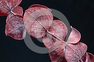 Pink organic dried eucalyptus leaves