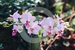 Pink orhid beautiful blooming flower. Natural tropical background nature forest jungle foliage.