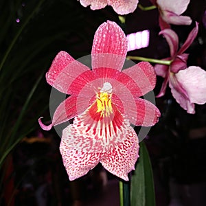 Pink orhids dragon