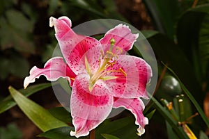Pink Oriental Lily 1