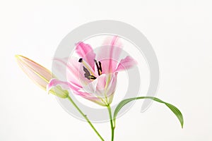 Pink Oriental lily flower and bud