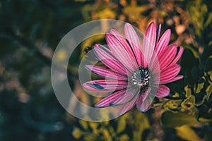 Pink osteospermum ecklonis flower