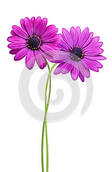 Pink Osteosperumum Flower Daisy