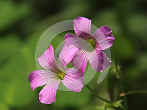 Pink Oxalis