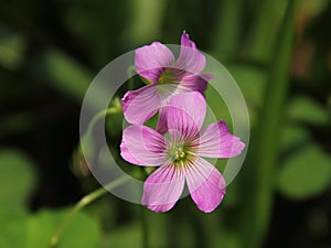 Pink Oxalis