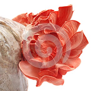 Pink oyster mushroom