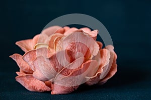 Pink Oyster Mushroom cluster on a dark background