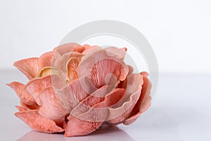 Pink Oyster Mushroom cluster in a white bowlPink Oyster Mushroom cluster on white