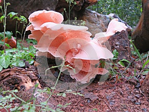 Pink Oyster Mushroom Fungi Growing Wild