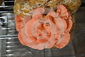 Pink Oyster Mushroom Pleurotus djamor