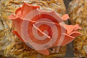 Pink Oyster Mushroom Pleurotus djamor photo