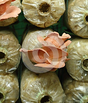 Pink oyster mushroom (Pleurotus djamor) on spawn bags