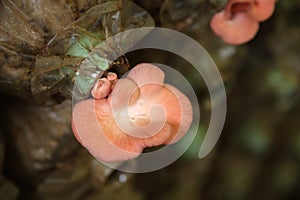 Pink oyster mushroom (Pleurotus djamor) on spawn bags