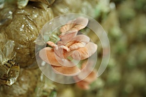 Pink oyster mushroom (Pleurotus djamor) on spawn bags