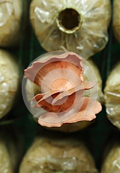 Pink oyster mushroom (Pleurotus djamor) on spawn bags