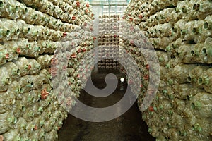 Pink oyster mushroom (Pleurotus djamor) on spawn bags