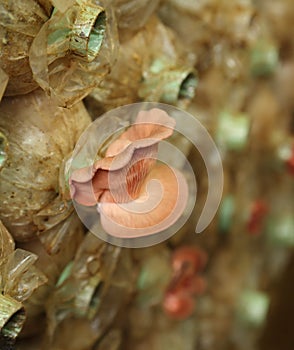 Pink oyster mushroom (Pleurotus djamor) on spawn bags