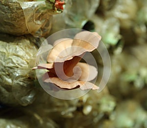 Pink oyster mushroom (Pleurotus djamor) on spawn bags