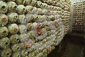 Pink oyster mushroom (Pleurotus djamor) on spawn bags