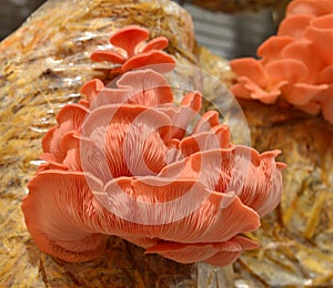 Pink Oyster Mushrooms 3 Pleurotus djamor