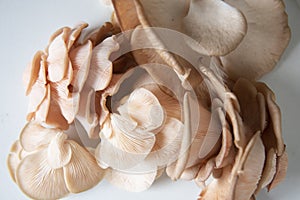 Pink oyster mushrooms heirloom varietal