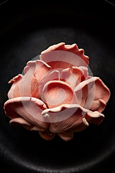 Pink oyster mushrooms Pleurotus djamor on a black background, close-up view.