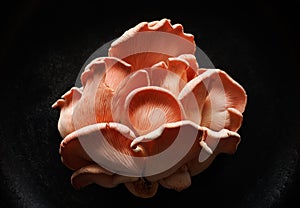 Pink oyster mushrooms Pleurotus djamor on a black background, close-up view.