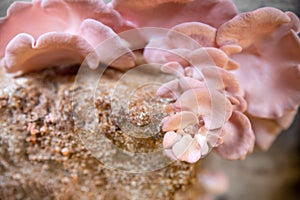 pink oyster mushrooms on top of fruiting substrate, home cultivation and mushroom farm