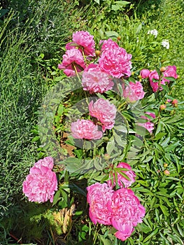 Pink Paeonia from Paeoniaceae and Saxifragales family. photo