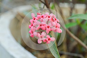 Pink panama pose flower