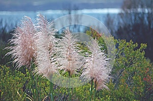 Pink pampas grass flower heads, Cortaderia jubata