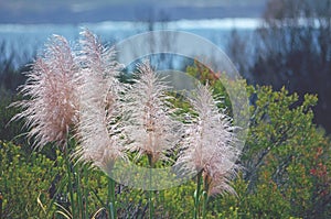 Pink pampas grass flower heads, Cortaderia jubata photo