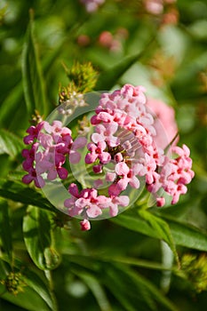 Pink Panama Rose flower