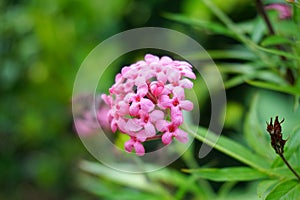 Pink Panama rose flower